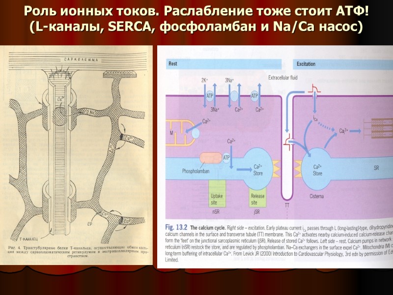 Роль ионных токов. Раслабление тоже стоит АТФ! (L-каналы, SERCA, фосфоламбан и Na/Ca насос)